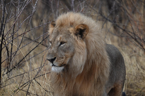 Windhoek: 3-Day Guided Safari in Etosha with Lodge