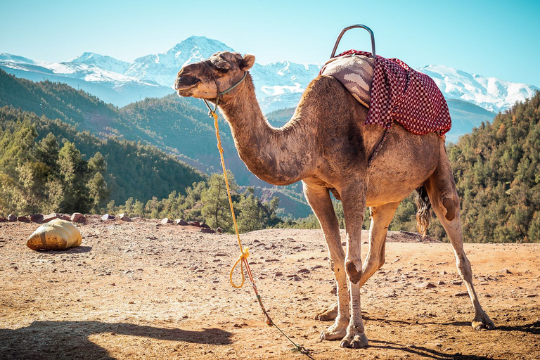 Från Marrakesh: Heldagstur till Atlasbergen med vandring