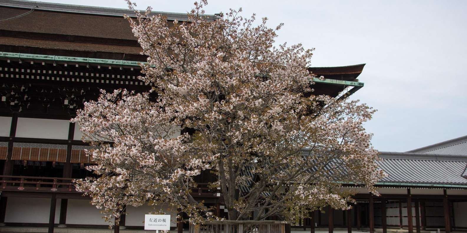 Kyoto experience — temples, geisha, bamboo grove — image 5