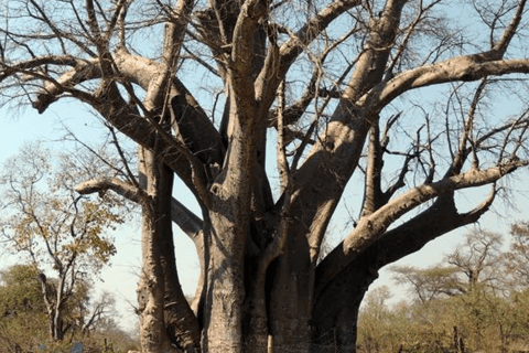 Victoria Falls: Crocodile Farm and Big Tree Tour