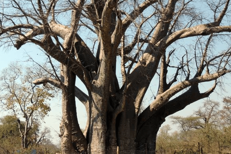 Victoria Falls: Crocodile Farm and Big Tree Tour