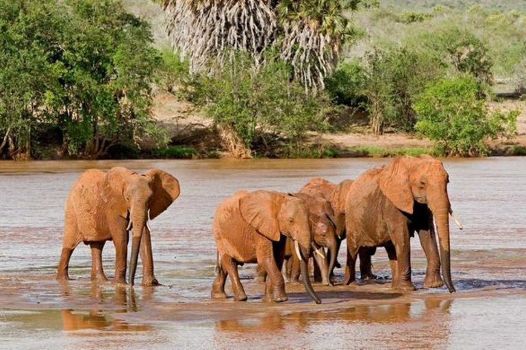 Overnight Safari to Tsavo East From Diani Beach