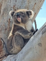 Port Lincoln Mikkira Station Wild Koala Safari Tour - Housity