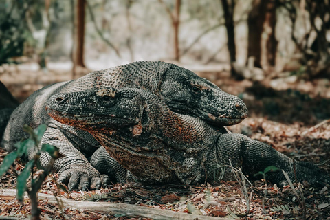 Całodniowa wycieczka łodzią motorową na Komodo z Labuan Bajo