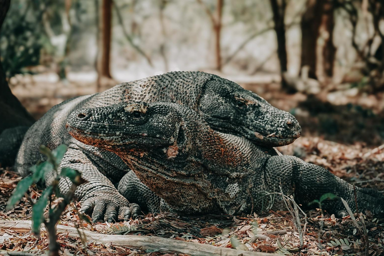 Tour di un giorno di Komodo in motoscafo da Labuan Bajo