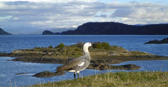 Ushuaia: Navegación a la isla Martillo: Pingüinos por el canal Beagle