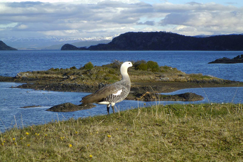 Ushuaia: Boat Trip to Isla Martillo: Penguins in the Beagle Channel Ushuaia: Navigation to Martillo Island: Penguins along the Beagle Channel