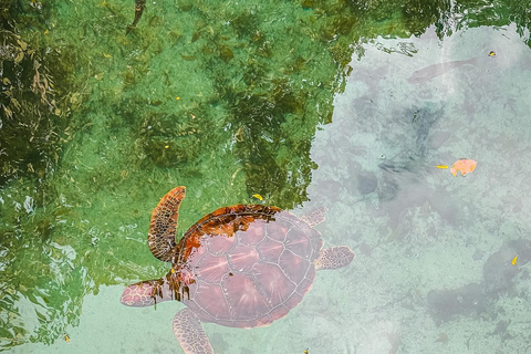 Sansibar: Insel Mnemba, Turles schwimmen mit Kendwa Strand