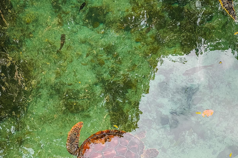 Sansibar: Insel Mnemba, Turles schwimmen mit Kendwa Strand