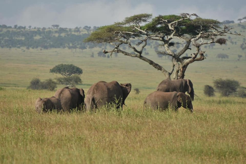 Safaris de acampada de 3 días