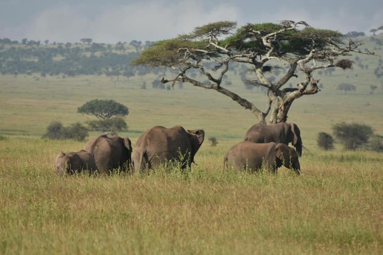 Safaris de acampada de 3 días