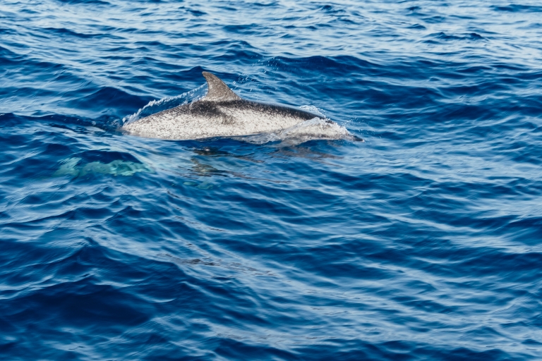 Lanzarote: boottocht bij zonsondergang en dolfijnen, 2,5 uur