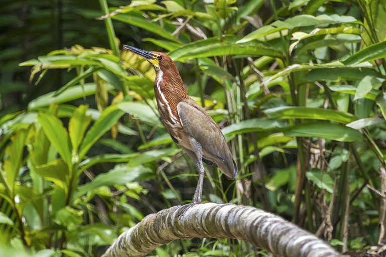 Iquitos: 3-Day Amazon Jungle Adventure with Meals