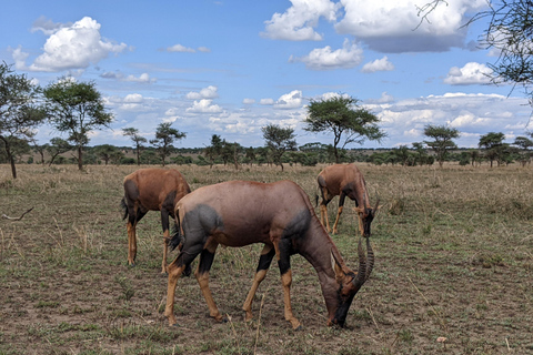 Zanzibar: Safari di 2 giorni nel Parco Nazionale di Mikumi