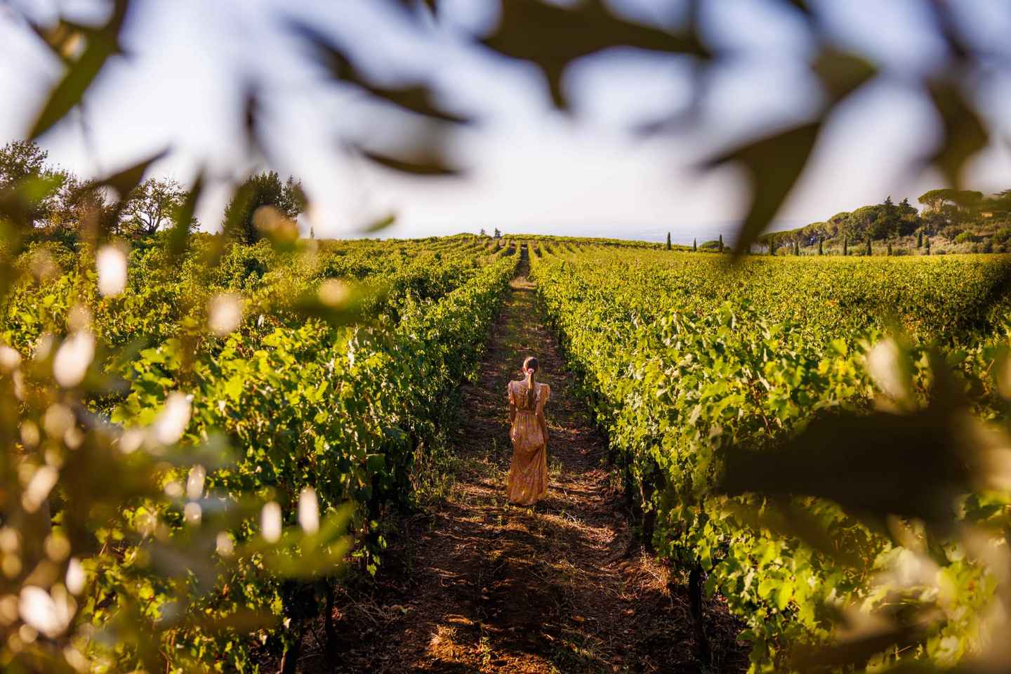 Rome: Private Countryside Wine Tasting Tour