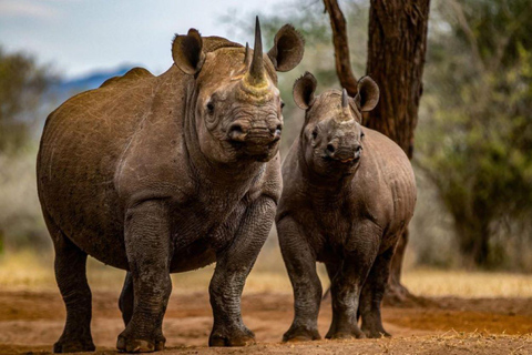 3 dagar 2 nätter Ngorongoro, Manyara &amp; Tarangire-Camping