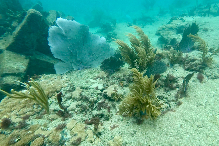 Ft Lauderdale: Combo Deal Snorkel Reefs, Kayak/SUP Mangroves