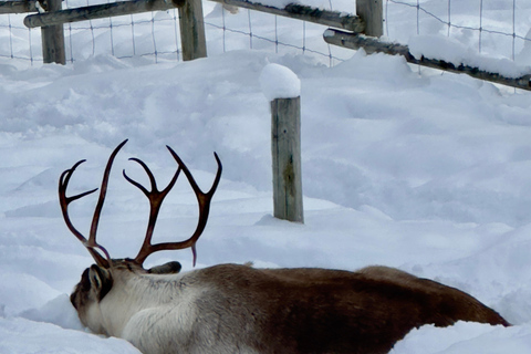 Narvik/Harstad : Excursion d&#039;une journée dans les Fjords avec arrêt à la ferme des rennes