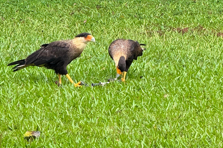 Birdwatching Tour At Poço Preto Trail