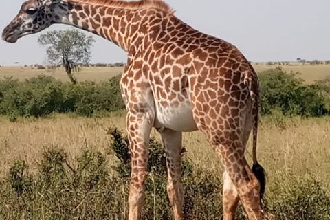 Excursion privée d'une journée dans le parc du lac Nakuru avec promenade en bateau en option