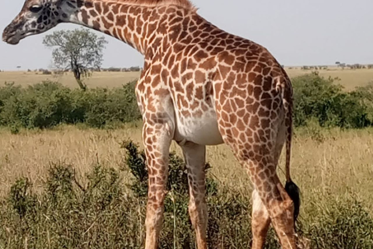 Excursion privée d'une journée dans le parc du lac Nakuru avec promenade en bateau en option