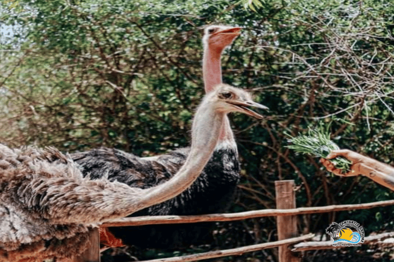 Zanzibar: Excursão de conservação ao zoológico de Nungwi Kilosa