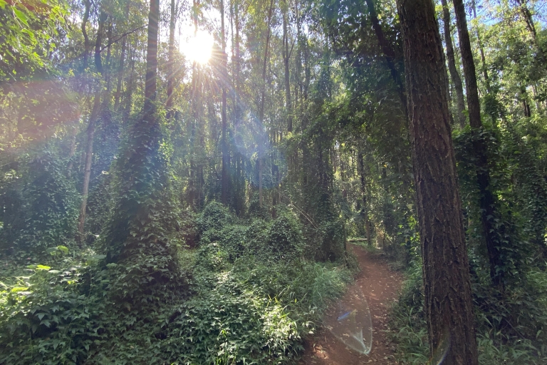 Wycieczka piesza i rowerowa po lesie Karura