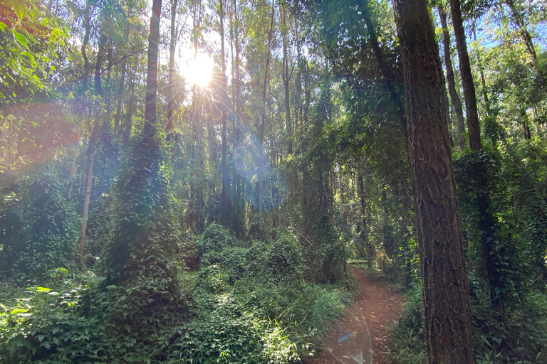 Caminhada na Floresta Karura e passeio de bicicleta