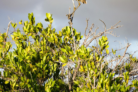 Sea Kayak Tour - Mangrove Safari