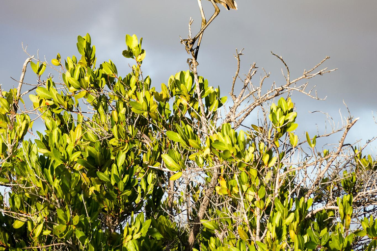 Sea Kayak Tour - Mangrove Safari