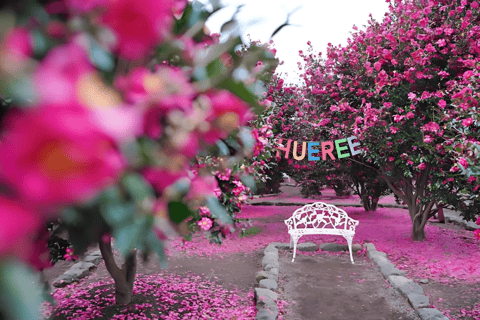 Jeju: Winter East Snow, Camellia, Tangerine Picking Tour