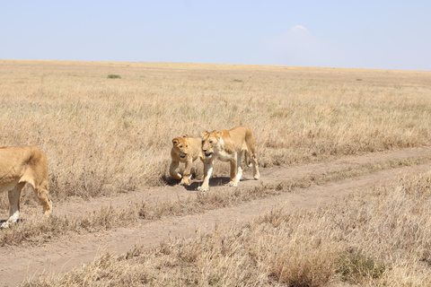 1-Day Trip to Ngorongoro Crater