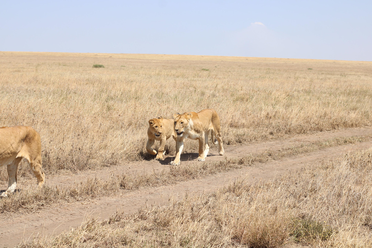 1-Day Trip to Ngorongoro Crater