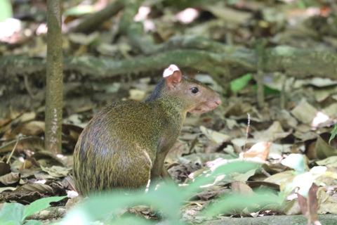 Uvita: Corcovado Rainforest & Wildlife Adventure