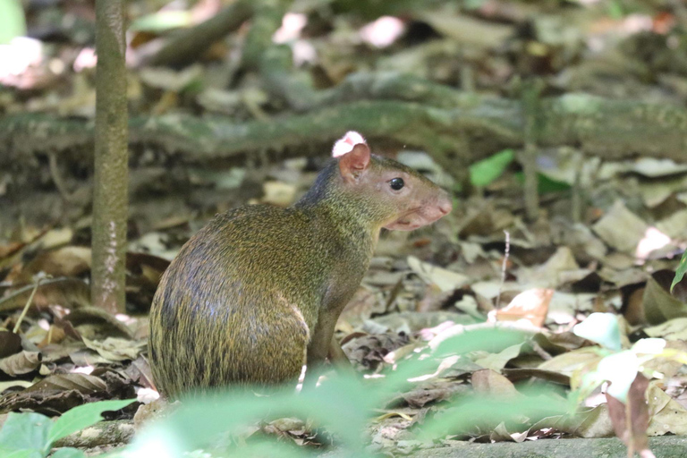 Uvita: Corcovado Rainforest & Wildlife Adventure