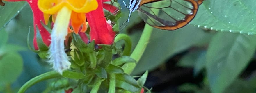 Boquete : Randonnées guidées dans la forêt tropicale