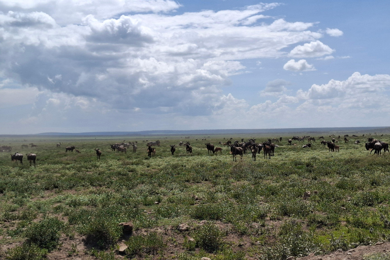 Da Nairobi: Safari economico di 6 giorni nel Masai Mara