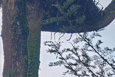 Addis Ababa: 5-Day Northern Ethiopia Historical Tour