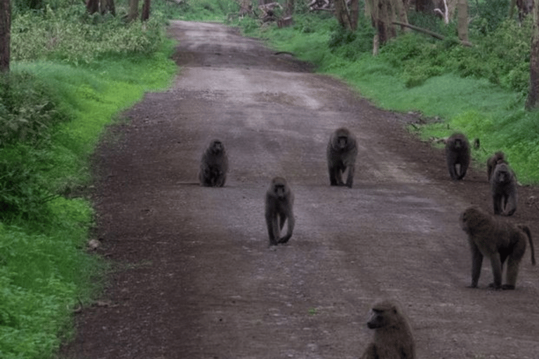 Nakuru: 3 Days Lake Nakuru National Park