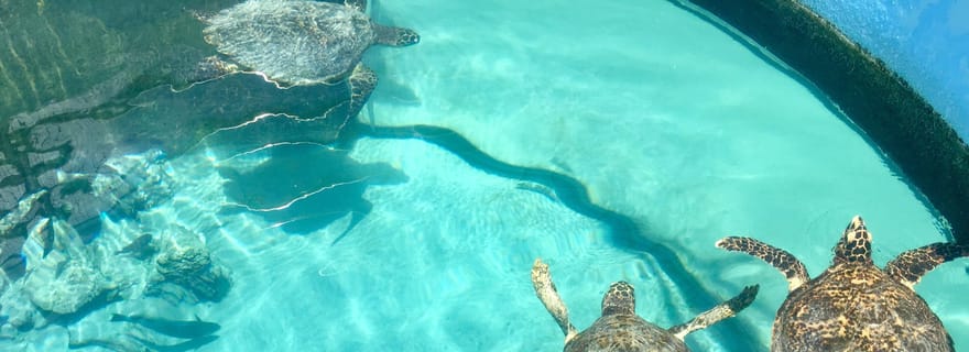 Akumal : nagez avec les tortues dans un paradis naturel