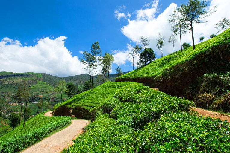 Cochin - Munnar Day Trip with Waterfalls and Tea Museum