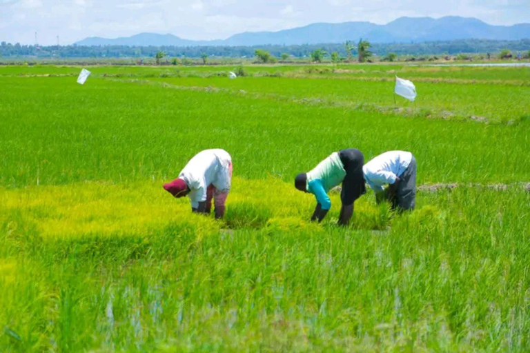 Mwea Tebere Irrigation Scheme Tour in Kirinyaga county Kenya