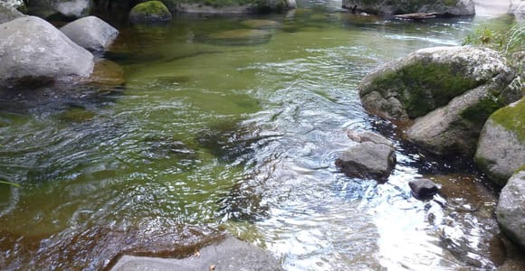 Cairns: Daintree River Cruise and Mossman Gorge