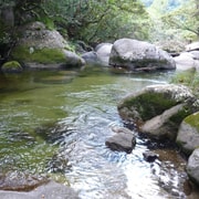 Cairns: Daintree River Cruise and Mossman Gorge