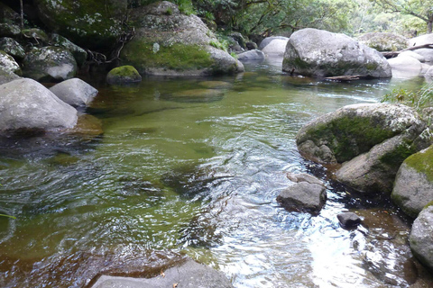 Daintree Rainforest: Flusskreuzfahrt und Regenwaldspaziergang