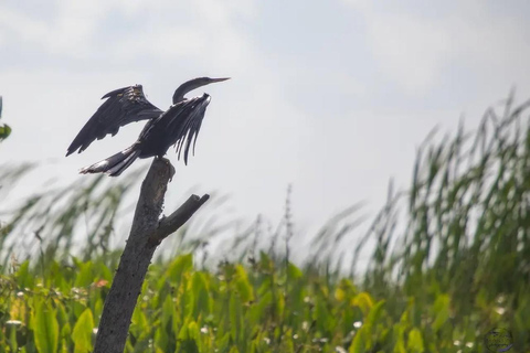 New Orleans: Signature Swamp Eco Tour with Local Guide Signature Swamp Private Eco Tour with Transportation