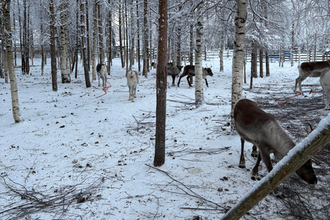 Rovaniemi: Reindeer Farm Visit with Sleigh Ride & Pickup