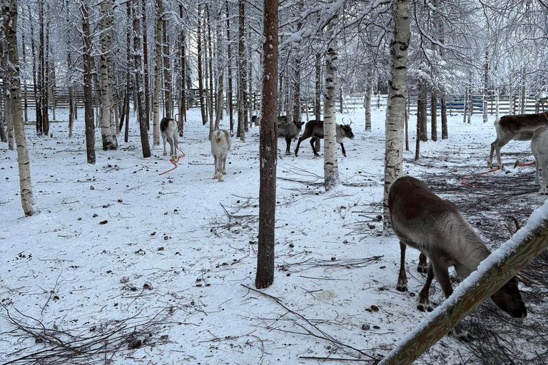 Rovaniemi: Reindeer Farm Visit with Sleigh Ride & Pickup