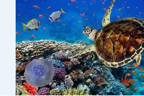Akumal : Baignade avec les tortues et aventure dans la jungle