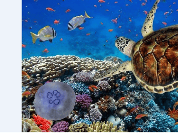 Akumal: Turtle Swim & Jungle Adventure Tour